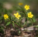 Anemone ranunculoides