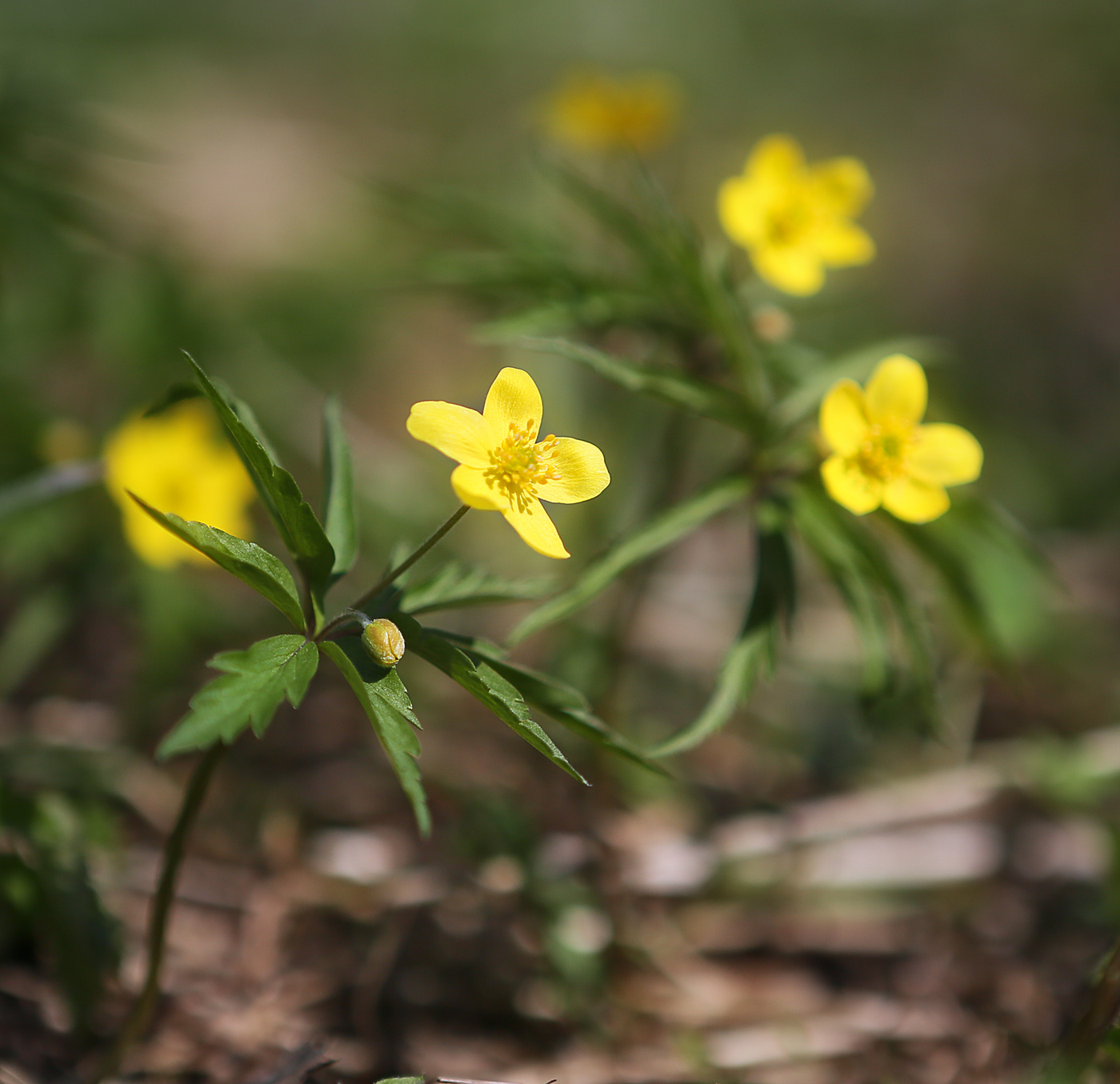 Изображение особи Anemone ranunculoides.