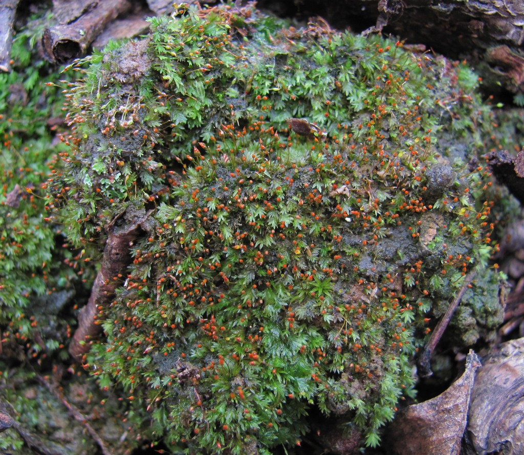 Image of Fissidens bryoides specimen.