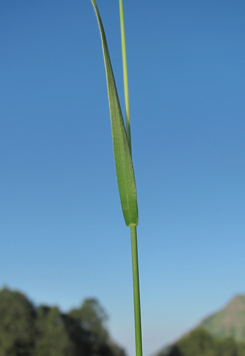 Image of Trisetum flavescens specimen.