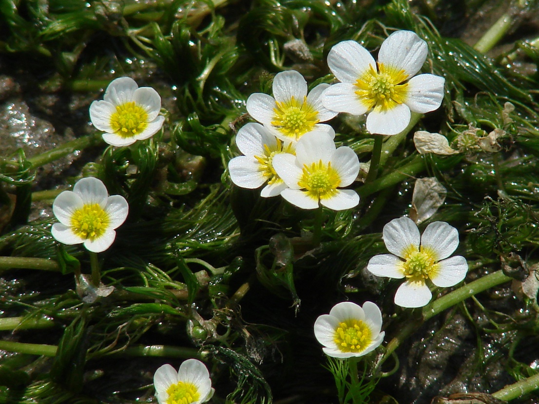 Image of genus Batrachium specimen.