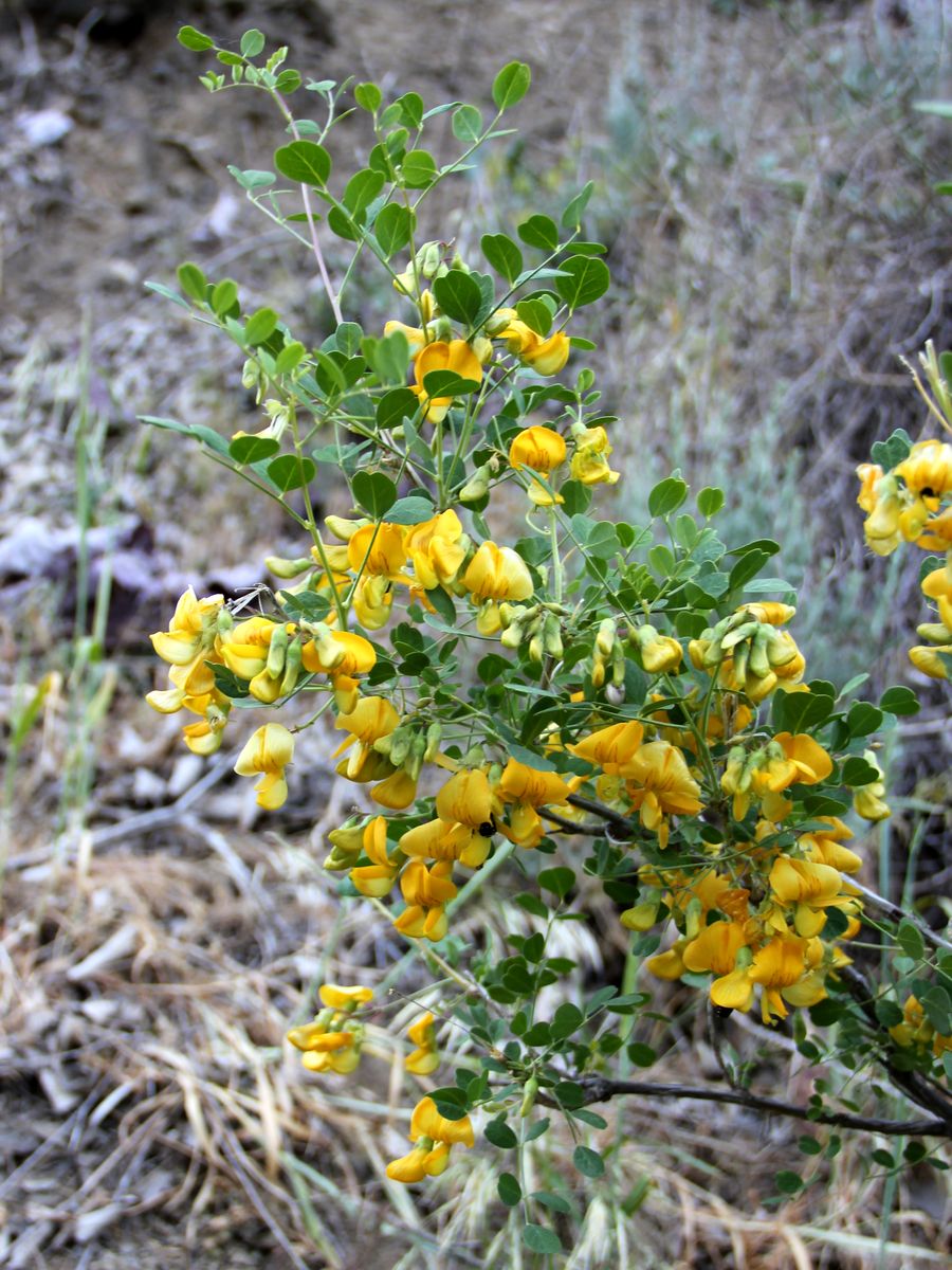 Image of Colutea paulsenii specimen.