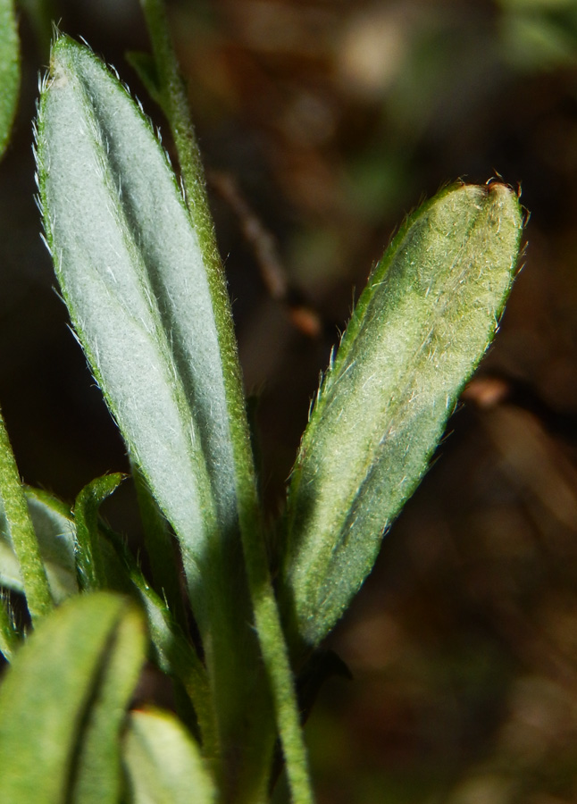 Image of Helianthemum canum specimen.