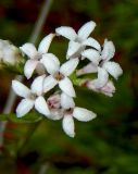 Asperula lipskyana