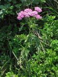 Achillea carpatica. Цветущее растение. Украина, Закарпатская обл., хр. Черногора, между вершинами Говерла и Петрос. Июль 2007 г.