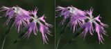 Dianthus superbus