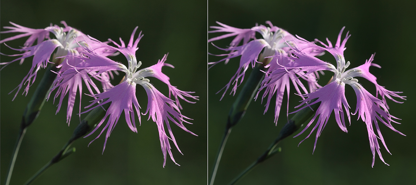 Изображение особи Dianthus superbus.