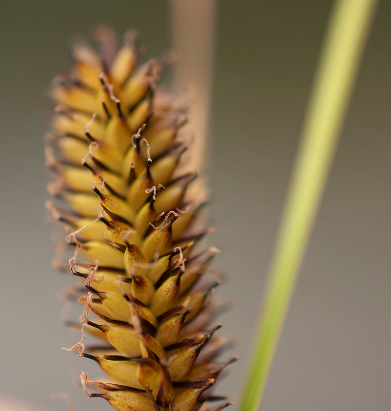 Изображение особи Carex pamirica ssp. dichroa.