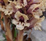 Orobanche alba