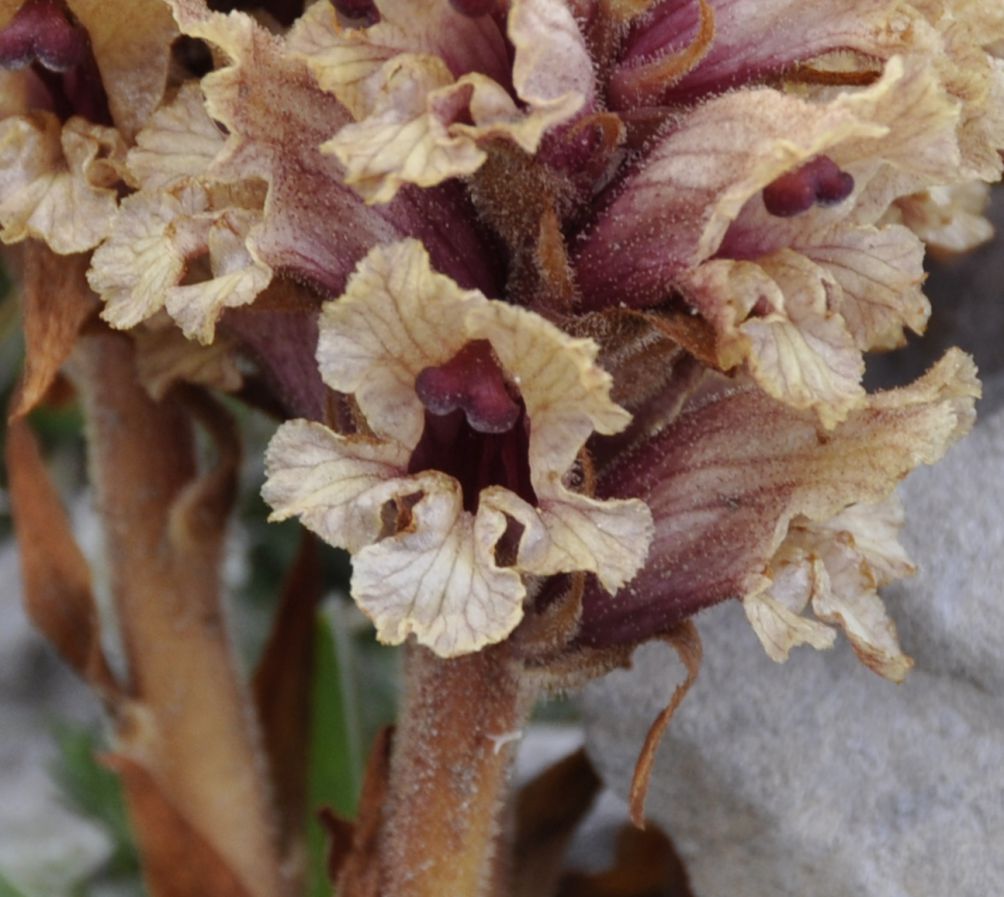Image of Orobanche alba specimen.