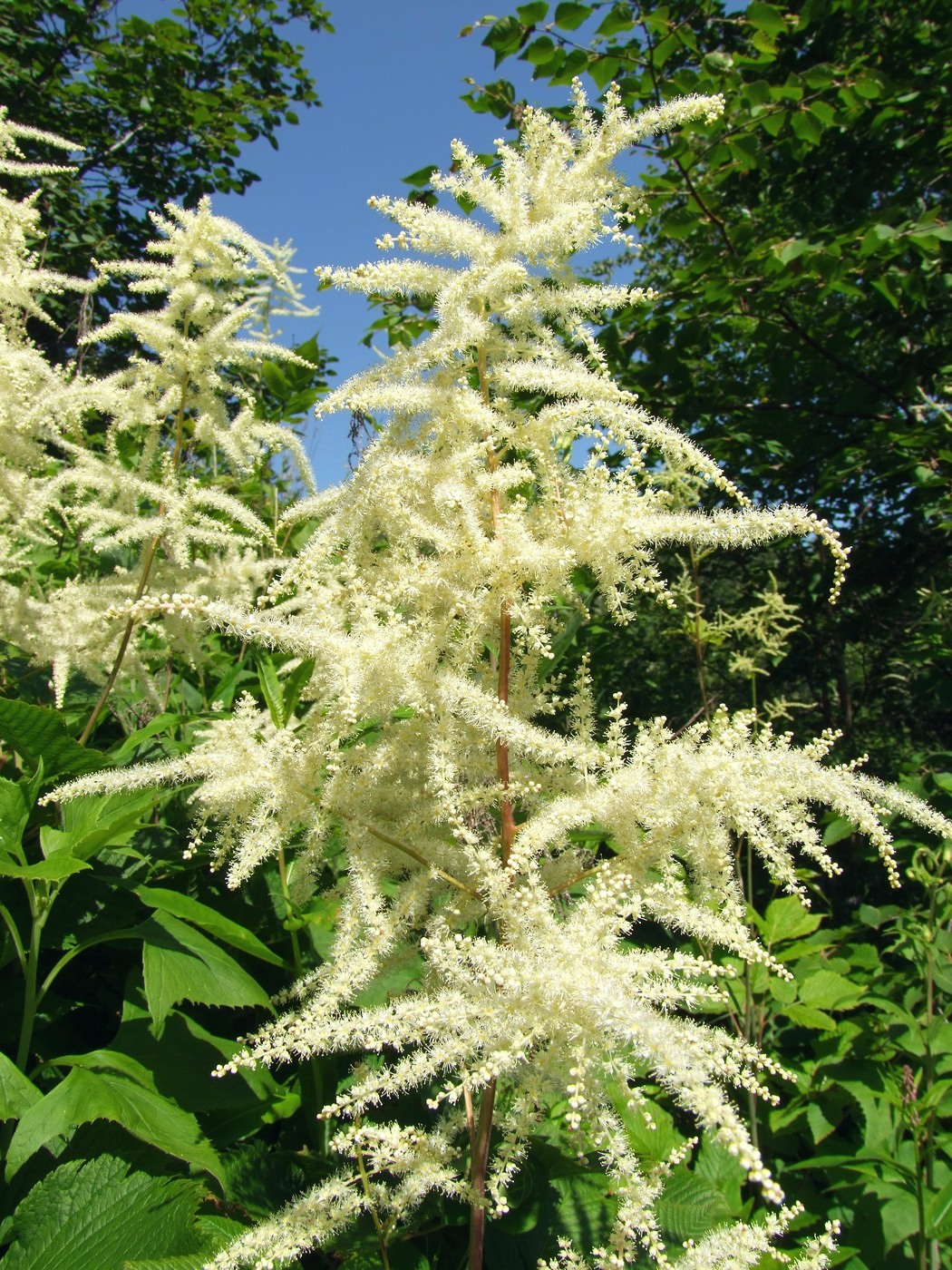 Image of Aruncus dioicus specimen.