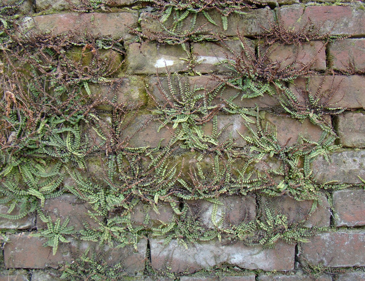 Image of Asplenium trichomanes specimen.