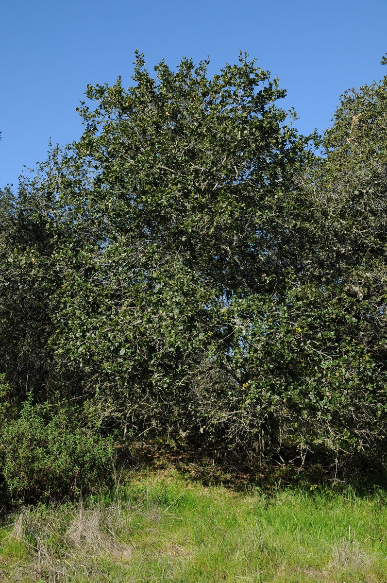 Изображение особи Quercus agrifolia.