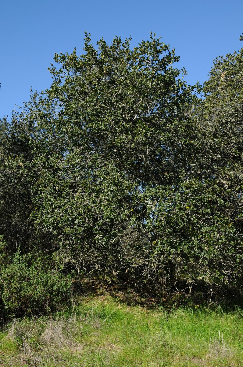 Image of Quercus agrifolia specimen.