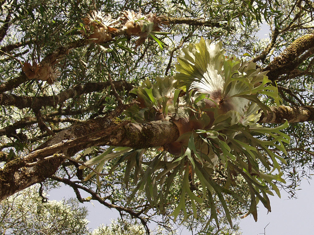 Image of Platycerium bifurcatum specimen.