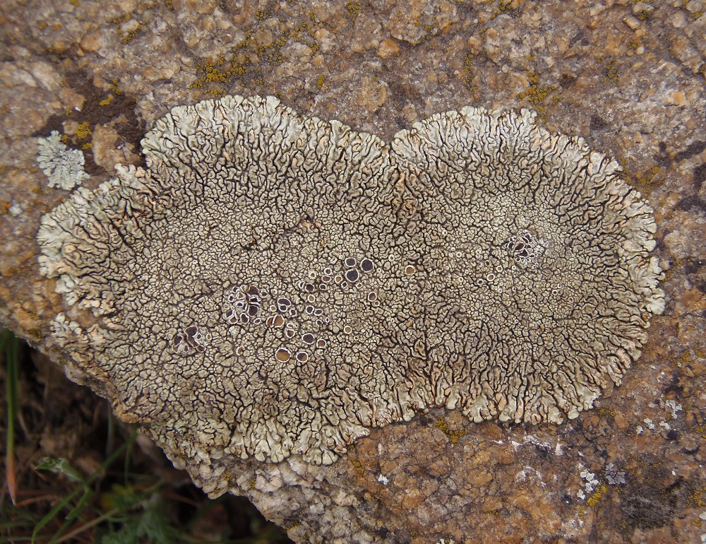 Изображение особи Lecanora muralis.