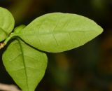 Brunfelsia pauciflora