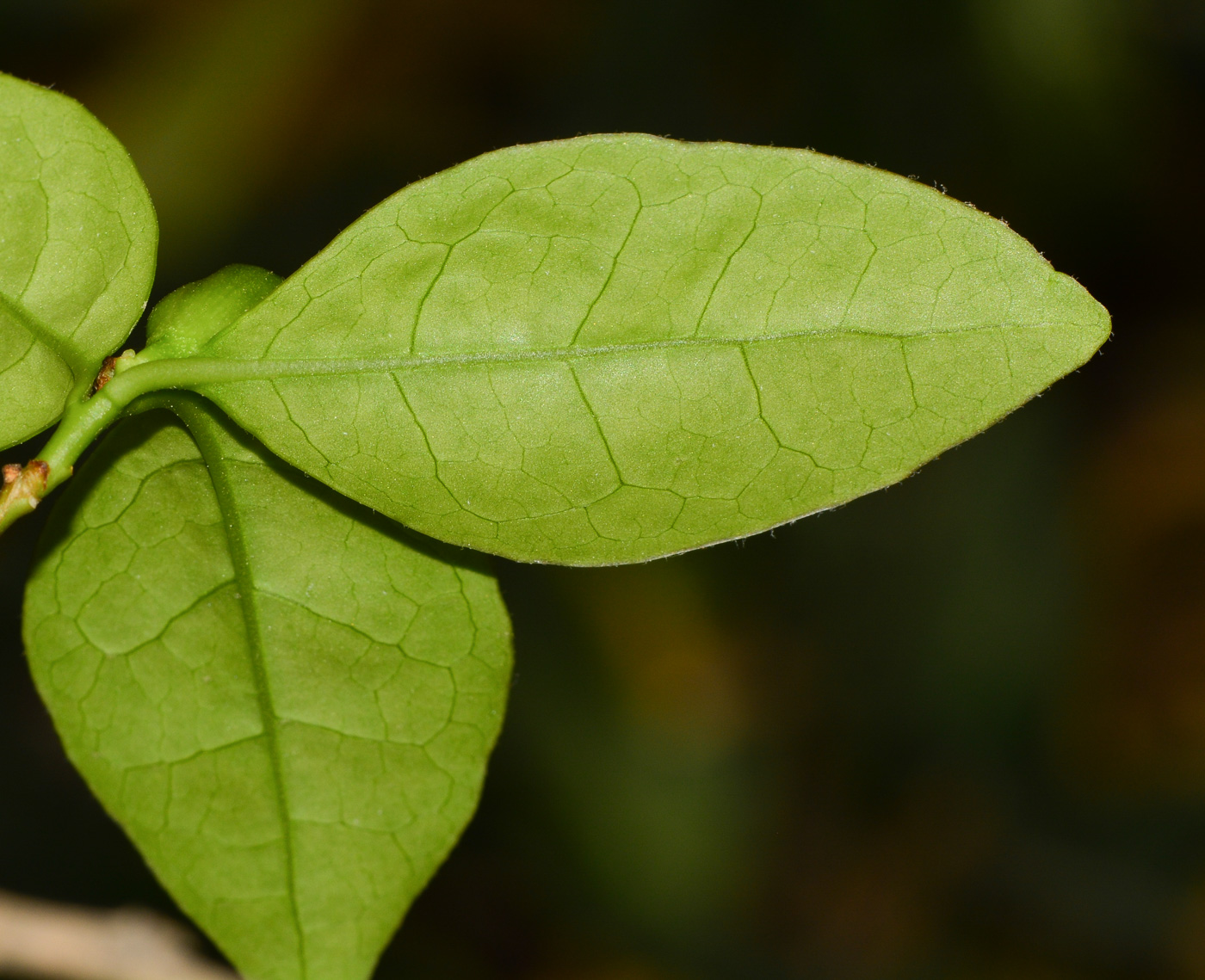 Изображение особи Brunfelsia pauciflora.