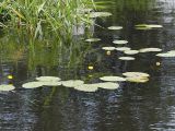 Nuphar lutea. Цветущие растения. Польша, Подляское воеводство, Нарвянский Национальный парк, р. Нарев. 25.06.2009.