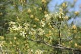 Quercus pubescens. Ветвь с молодой листвой и соцветиями (фон - Pinus pityusa). Черноморское побережье Кавказа, г. Геленджик, в культуре. 16 апреля 2017 г.