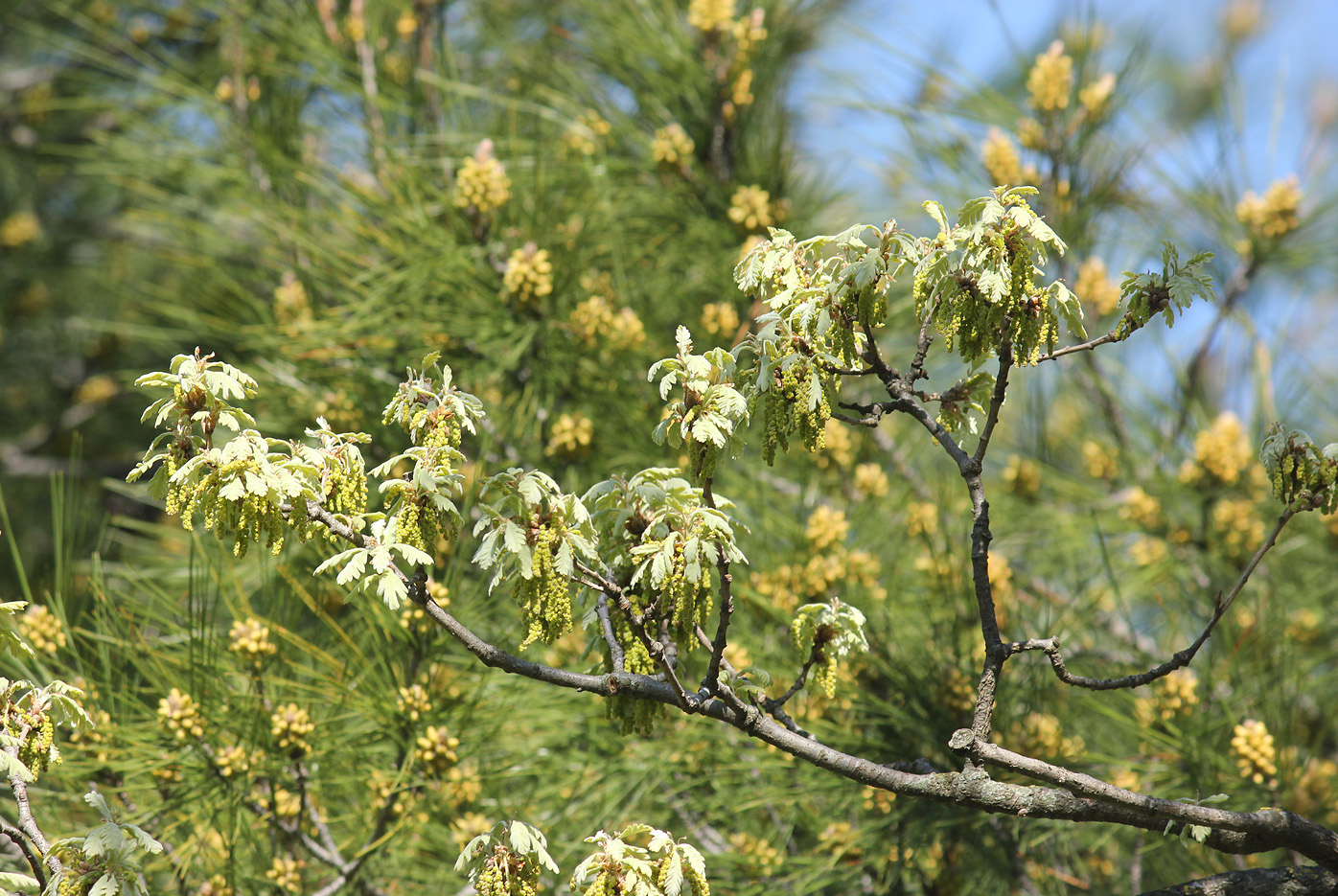 Image of Quercus pubescens specimen.