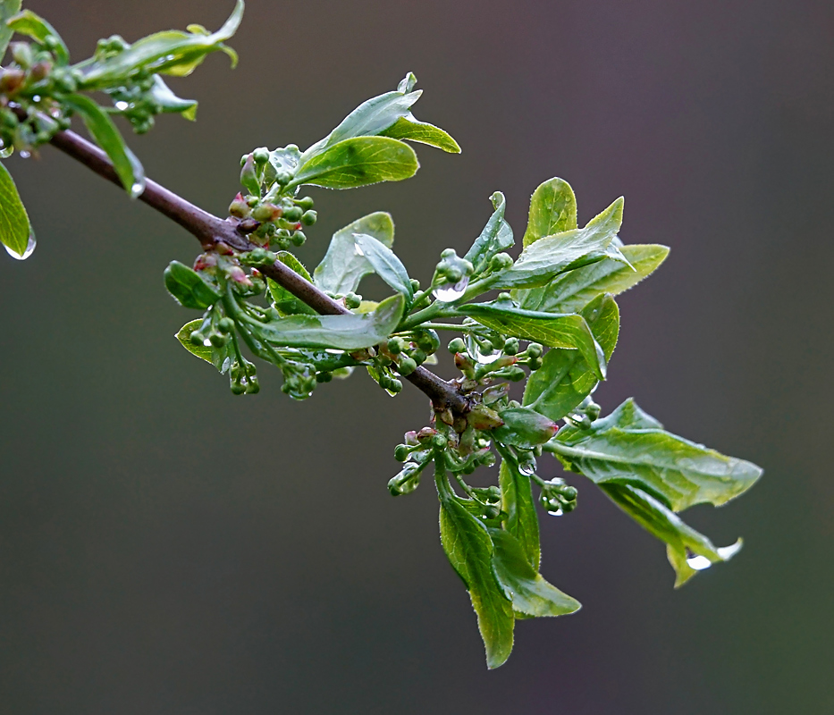 Изображение особи Euonymus europaeus.