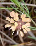 Microthlaspi perfoliatum. Соплодие. Украина, Запорожский р-н, Дурная балка, разнотравная степь. 13.05.2017.