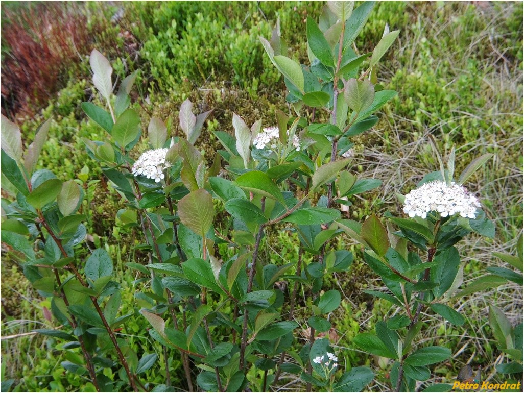 Image of × Sorbaronia mitschurinii specimen.
