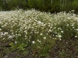 Arabidopsis arenosa