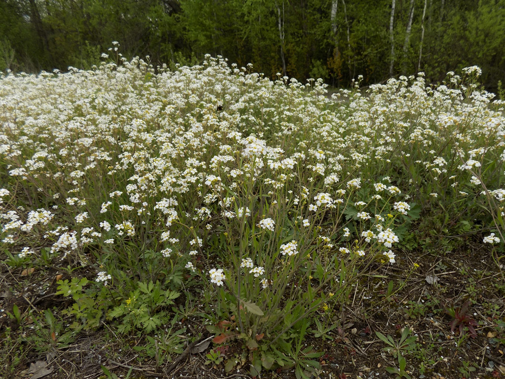 Изображение особи Arabidopsis arenosa.