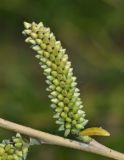 Salix miyabeana