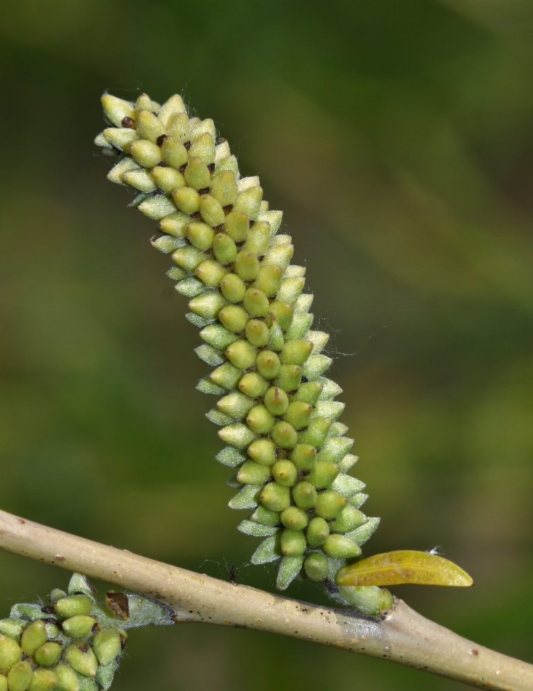 Изображение особи Salix miyabeana.