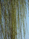 Salix babylonica