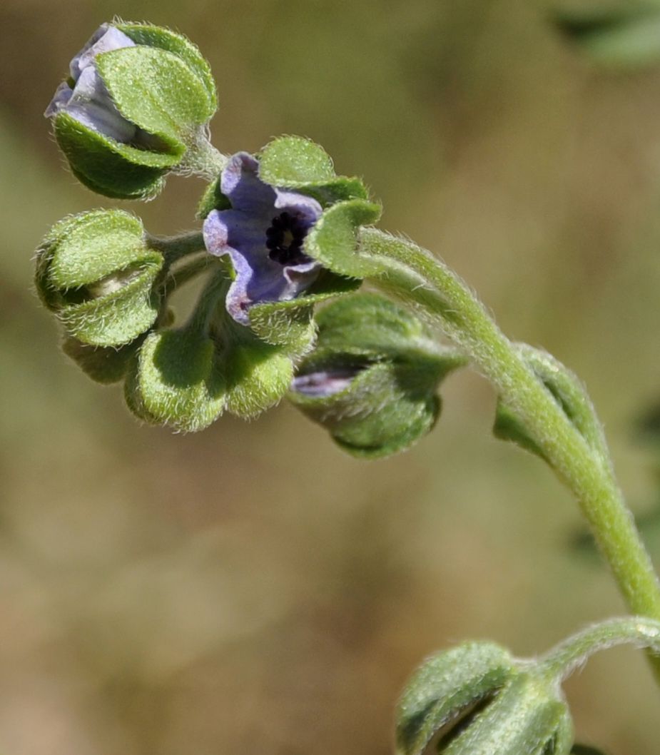 Изображение особи Cynoglossum creticum.