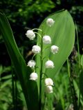 Convallaria majalis