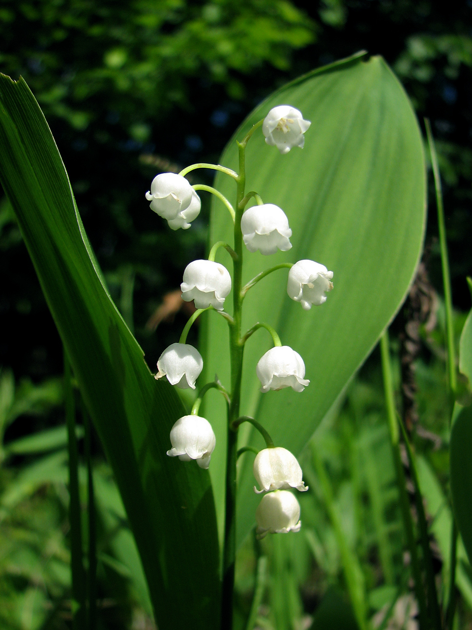 Image of Convallaria majalis specimen.