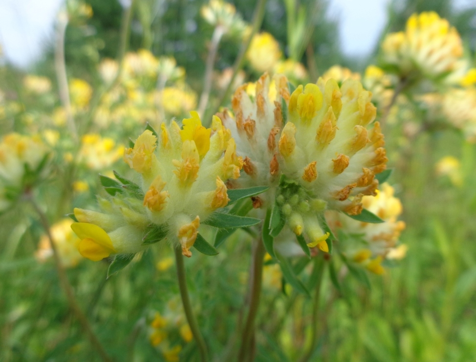 Image of Anthyllis vulneraria specimen.