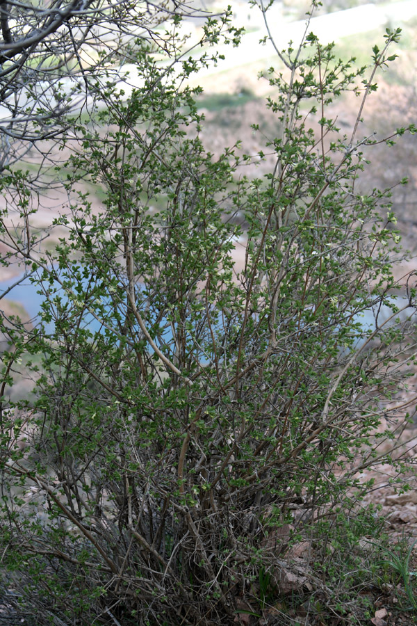 Image of Lonicera altmannii specimen.