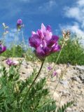 Oxytropis talassica. Соцветие. Южный Казахстан, Таласский Алатау, запов. Аксу-Жабаглы, ущ. Улькен-Каинды, выс. 2100 м н.у.м., обрывистый берег ручья. 15 июля 2017 г.