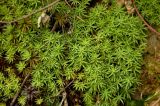 Pogonatum urnigerum. Вегетирующие растения. Северный Урал, Пермский край, обрывистый правый берег р. Язьва в р-не с. Верх-Язьва, под елью. 20 августа 2017 г.