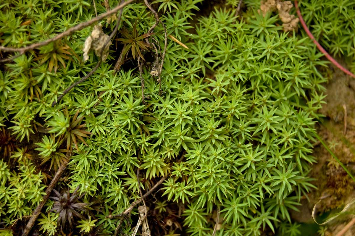 Image of Pogonatum urnigerum specimen.