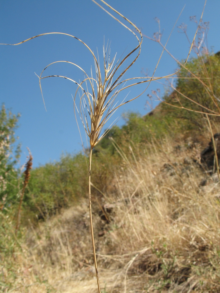 Image of Taeniatherum crinitum specimen.