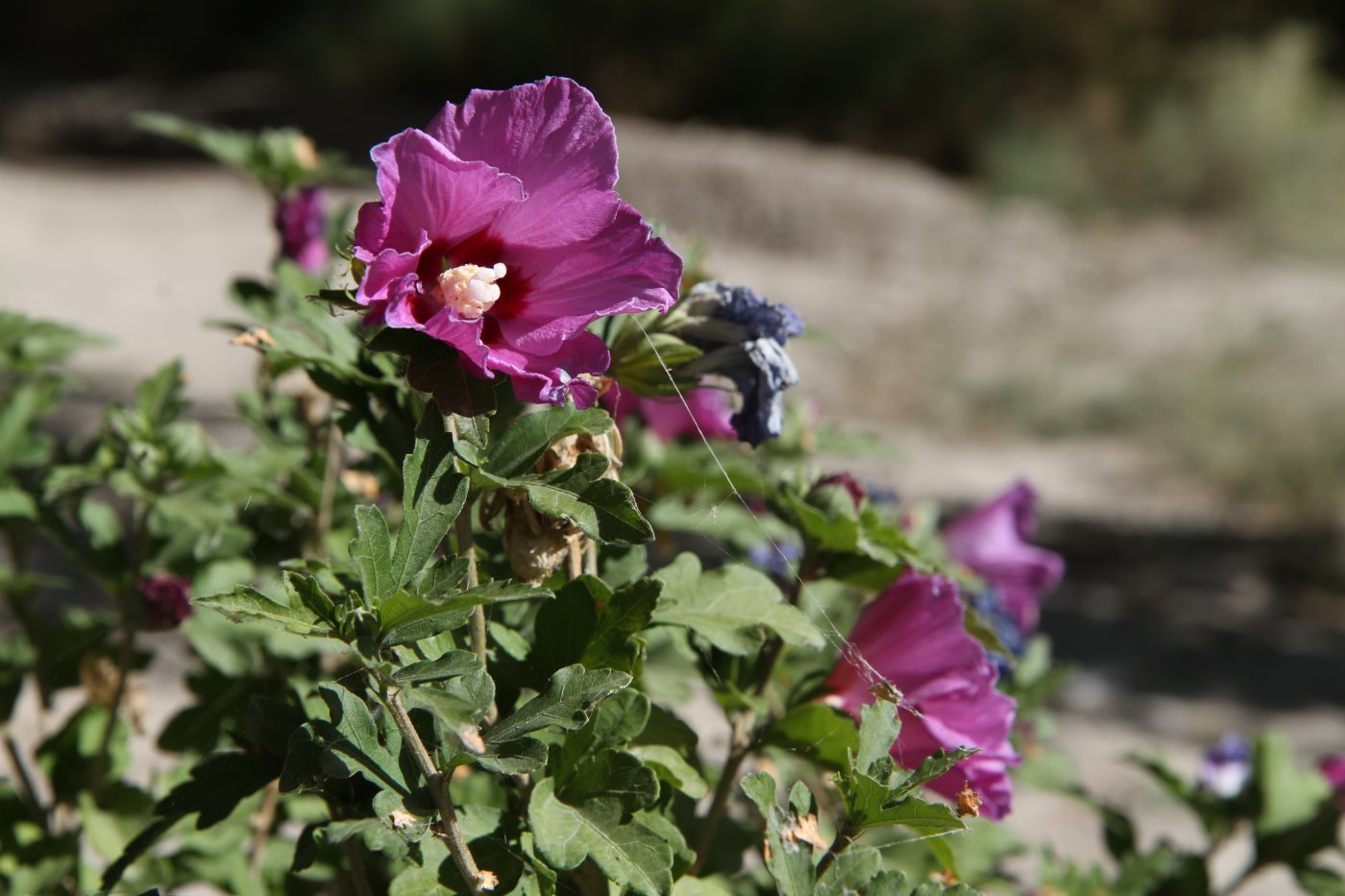 Image of Hibiscus syriacus specimen.