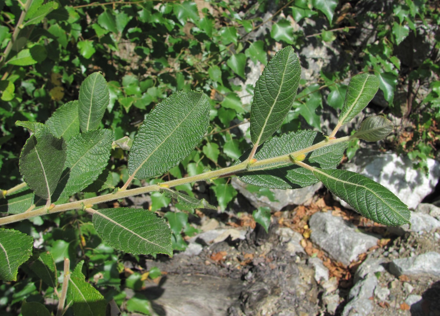 Изображение особи Salix pseudomedemii.