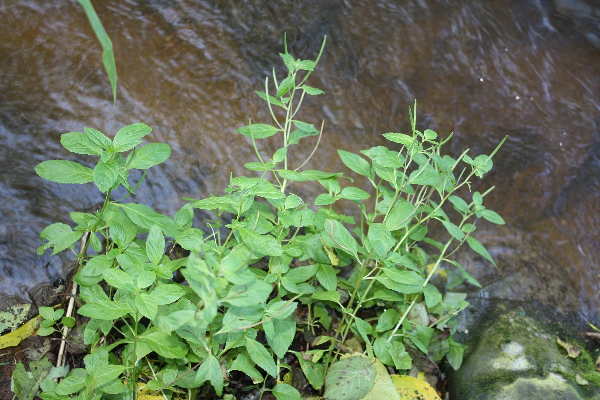 Изображение особи Epilobium roseum.