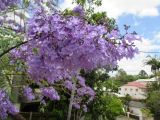 Jacaranda mimosifolia