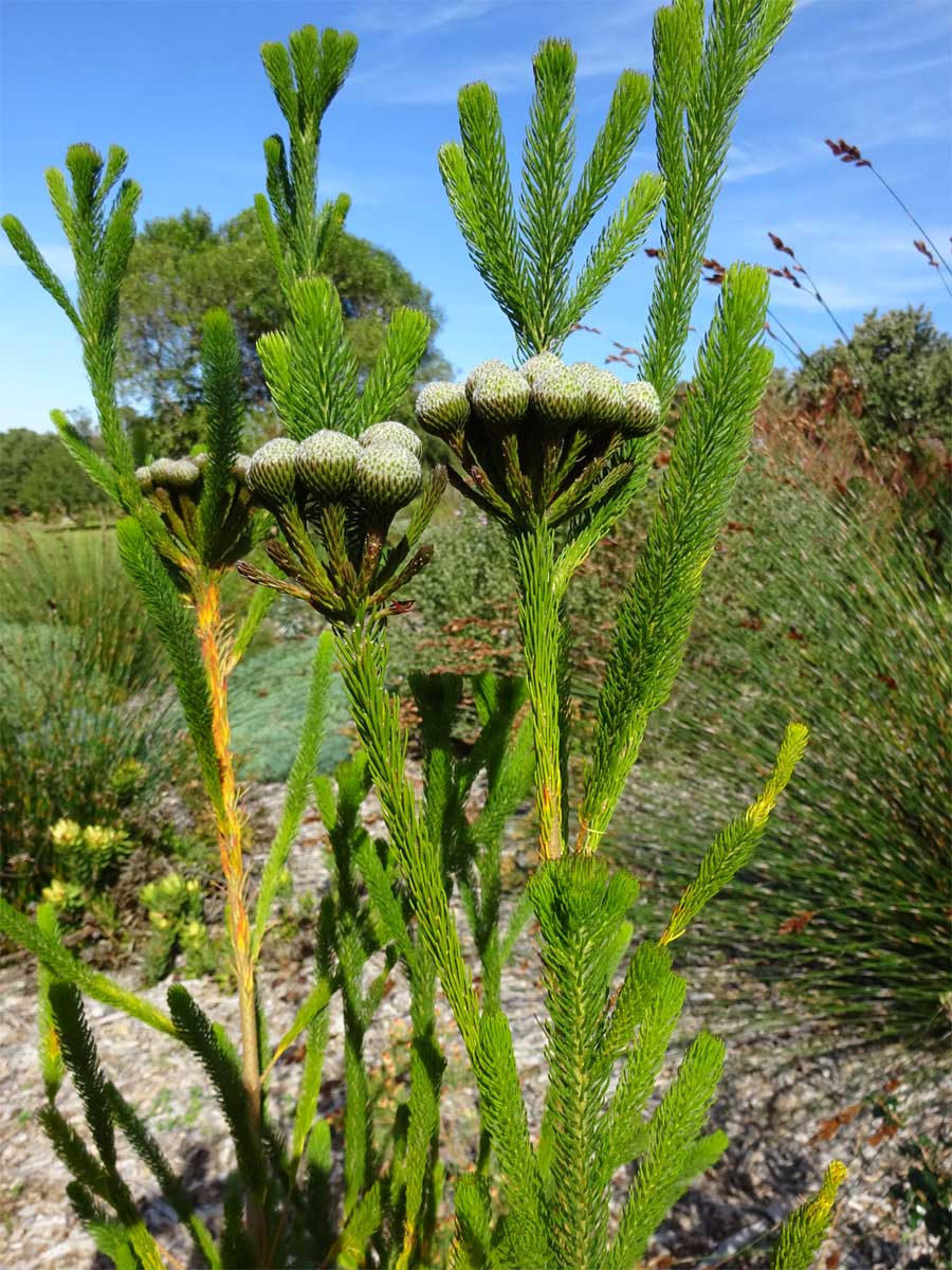 Изображение особи Berzelia albiflora.