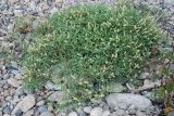 Aconogonon ocreatum var. riparium