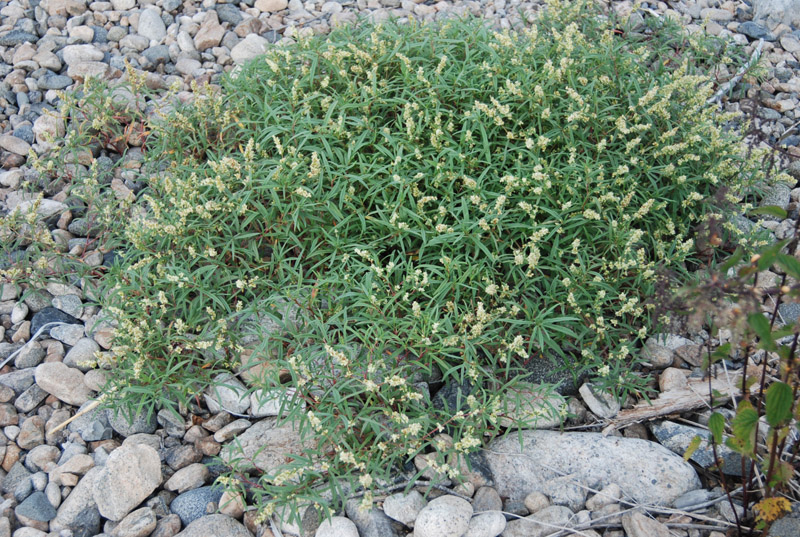 Image of Aconogonon ocreatum var. riparium specimen.