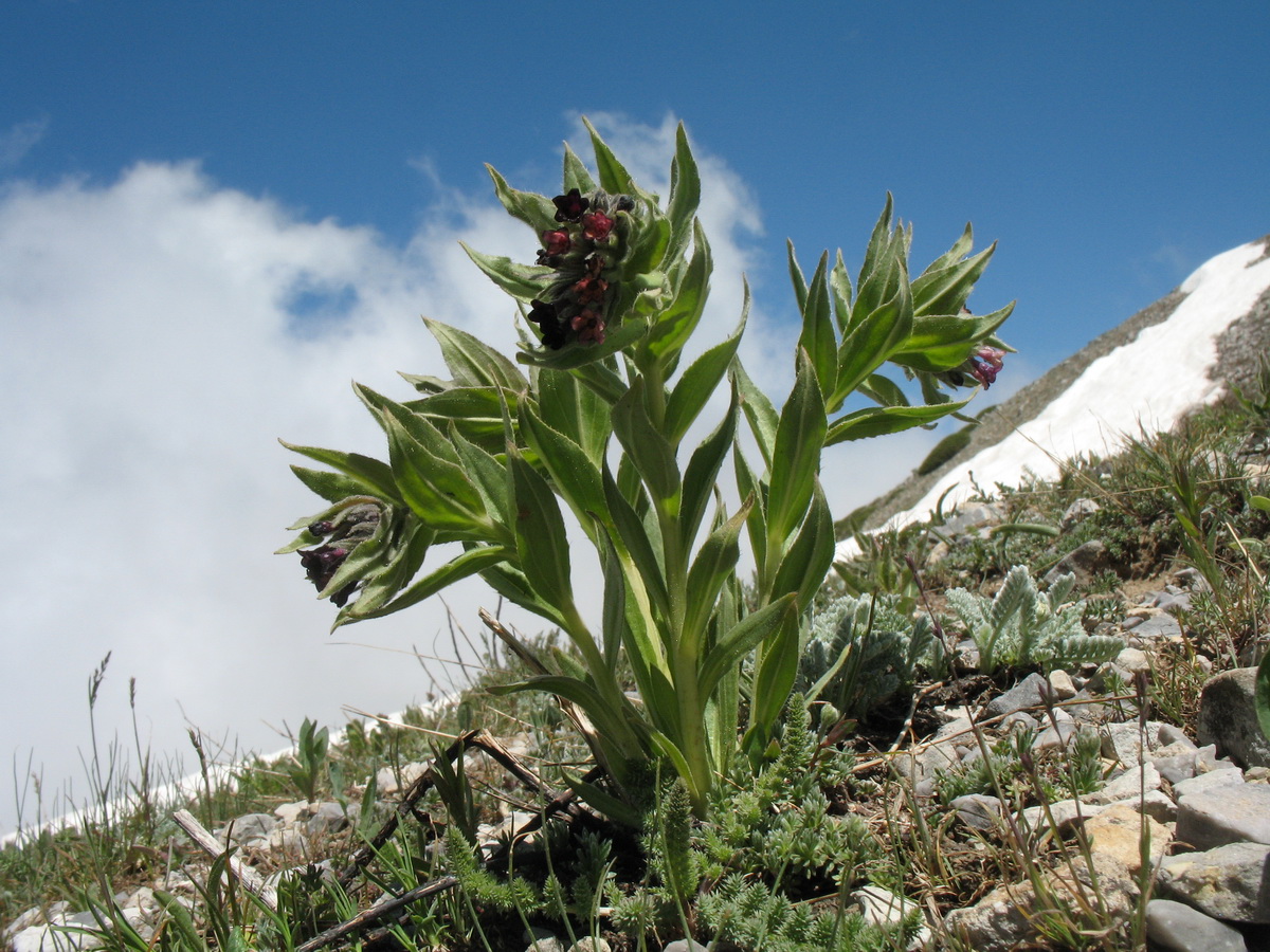 Image of Macrotomia ugamensis specimen.